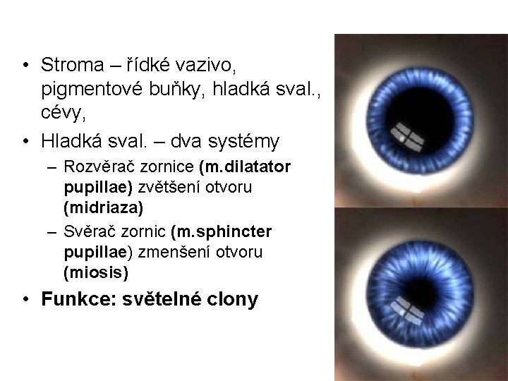  • Stroma – řídké vazivo, pigmentové buňky, hladká sval. , cévy, • Hladká