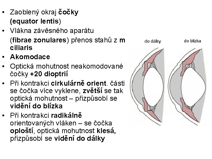  • Zaoblený okraj čočky (equator lentis) • Vlákna závěsného aparátu (fibrae zonulares) přenos