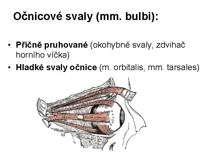 Očnicové svaly (mm. bulbi): • Příčně pruhované (okohybné svaly, zdvihač horního víčka) • Hladké