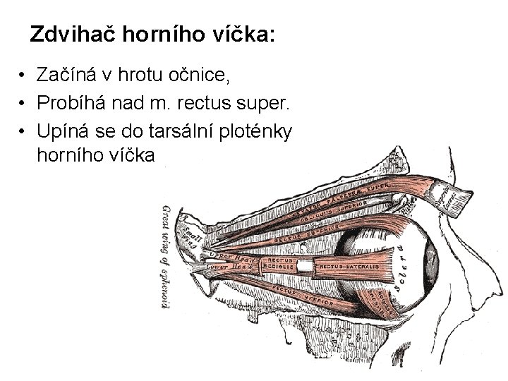 Zdvihač horního víčka: • Začíná v hrotu očnice, • Probíhá nad m. rectus super.