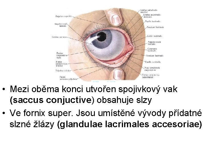  • Mezi oběma konci utvořen spojivkový vak (saccus conjuctive) obsahuje slzy • Ve