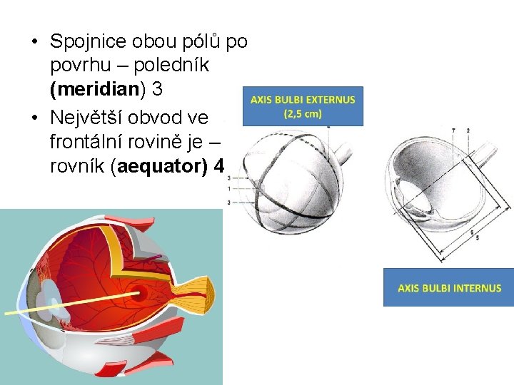  • Spojnice obou pólů po povrhu – poledník (meridian) 3 • Největší obvod