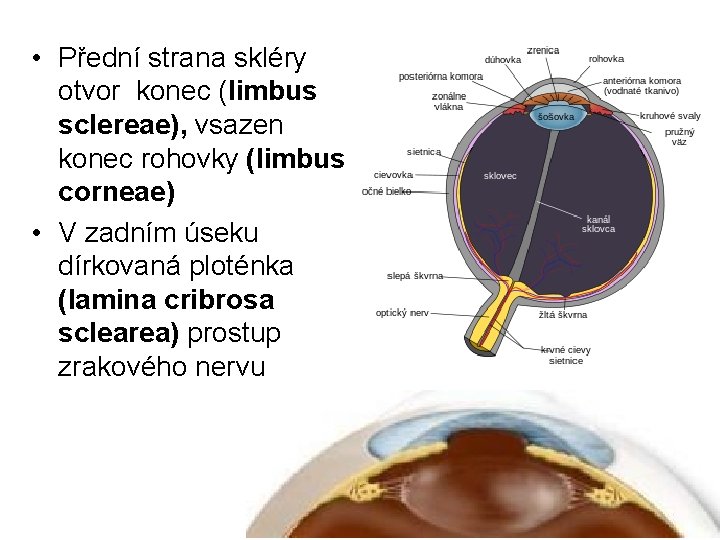  • Přední strana skléry otvor konec (limbus sclereae), vsazen konec rohovky (limbus corneae)