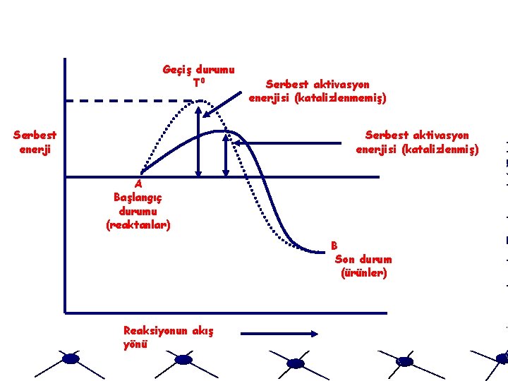 Geçiş durumu T 0 Serbest enerji Serbest aktivasyon enerjisi (katalizlenmemiş) Serbest aktivasyon enerjisi (katalizlenmiş)