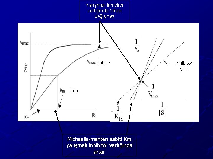 Yarışmalı inhibitör varlığında Vmax değişmez inhibe Michaelis-menten sabiti Km yarışmalı inhibitör varlığında artar inhibitör