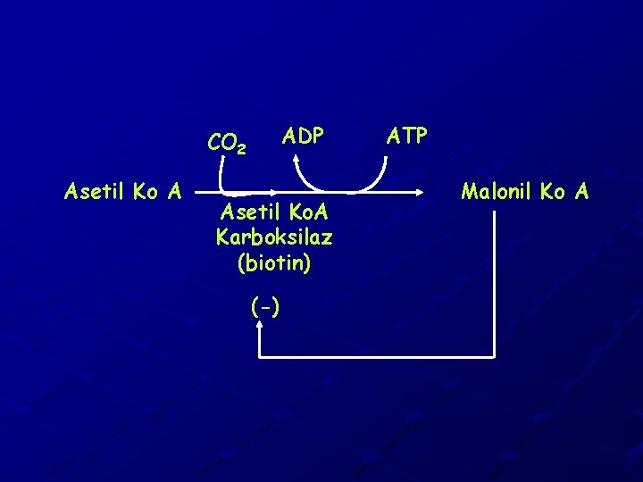 ADP CO 2 Asetil Ko A Asetil Ko. A Karboksilaz (biotin) (-) ATP Malonil