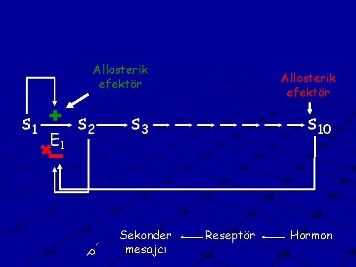 Allosterik efektör s 1 E 1 s 2 P Allosterik efektör s 3 Sekonder