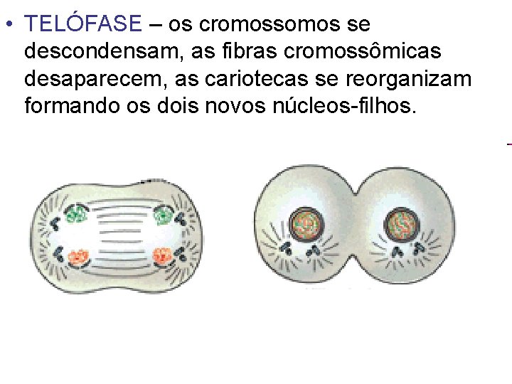  • TELÓFASE – os cromossomos se descondensam, as fibras cromossômicas desaparecem, as cariotecas