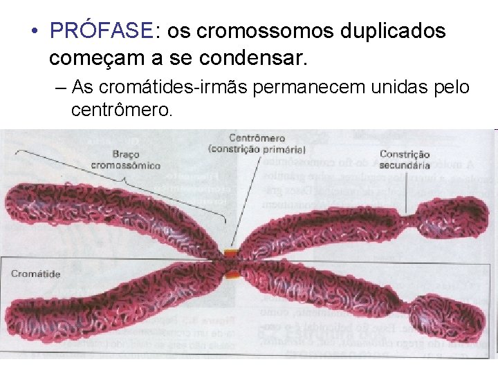  • PRÓFASE: os cromossomos duplicados começam a se condensar. – As cromátides-irmãs permanecem