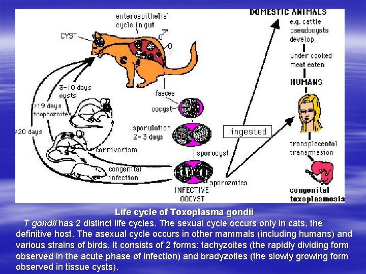 toxoplasma igg in sarcina tratament adult la viermi