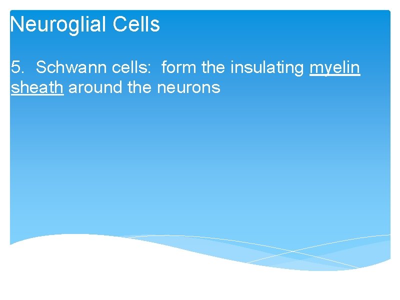 Neuroglial Cells 5. Schwann cells: form the insulating myelin sheath around the neurons 