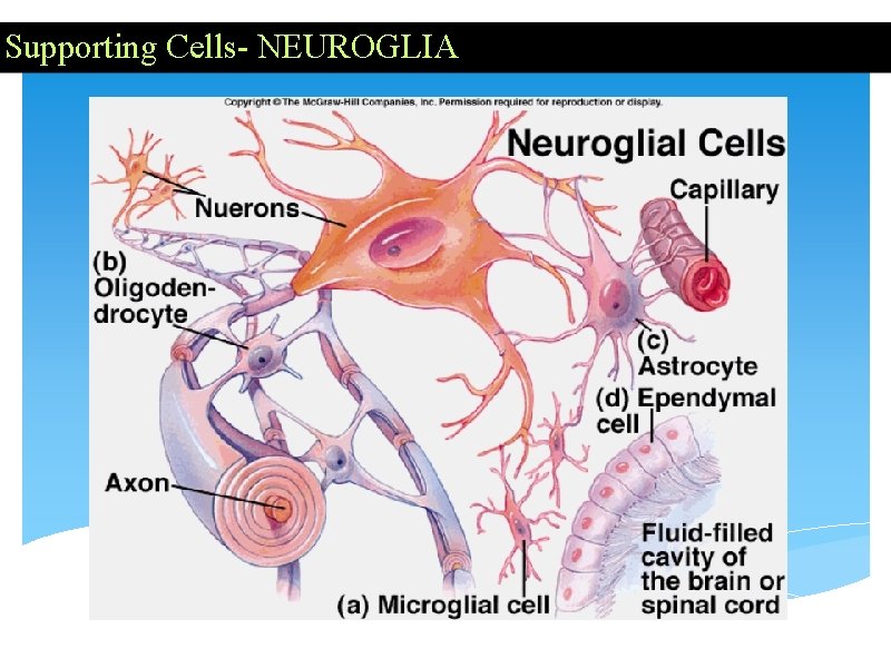 Supporting Cells- NEUROGLIA 