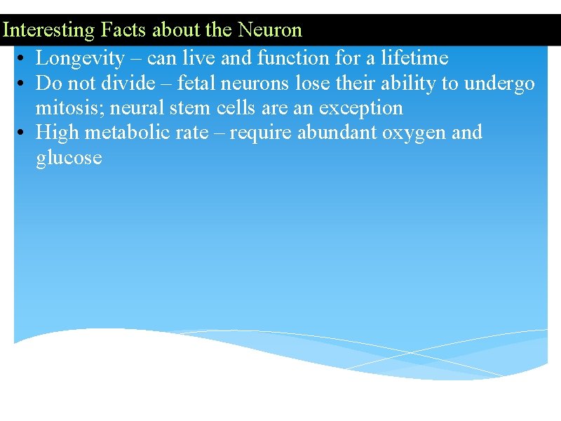 Interesting Facts about the Neuron • Longevity – can live and function for a