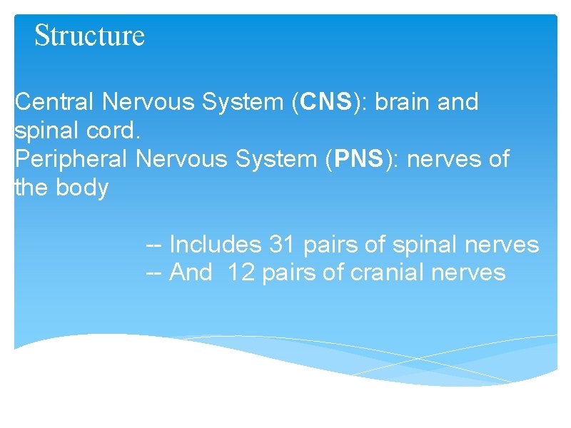  Structure Central Nervous System (CNS): brain and spinal cord. Peripheral Nervous System (PNS):