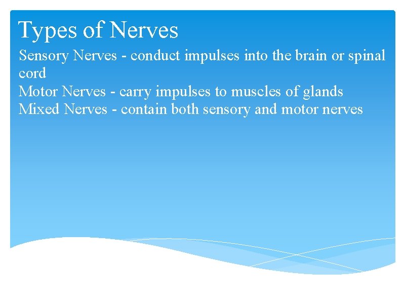 Types of Nerves Sensory Nerves - conduct impulses into the brain or spinal cord Types of Nerves Sensory Nerves - conduct impulses into the brain or spinal cord