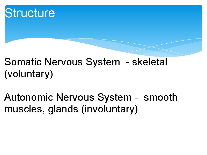 Structure Somatic Nervous System - skeletal (voluntary) Autonomic Nervous System - smooth muscles, glands Structure Somatic Nervous System - skeletal (voluntary) Autonomic Nervous System - smooth muscles, glands
