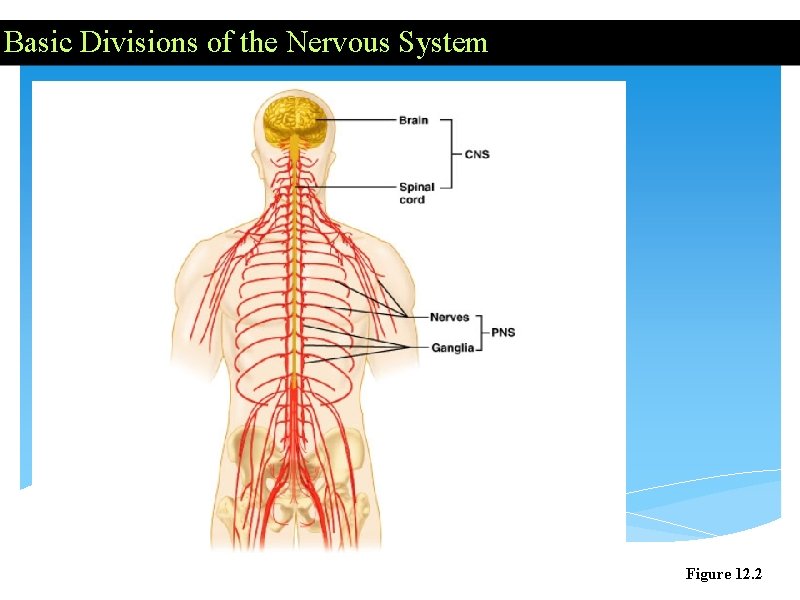 Basic Divisions of the Nervous System Figure 12. 2 