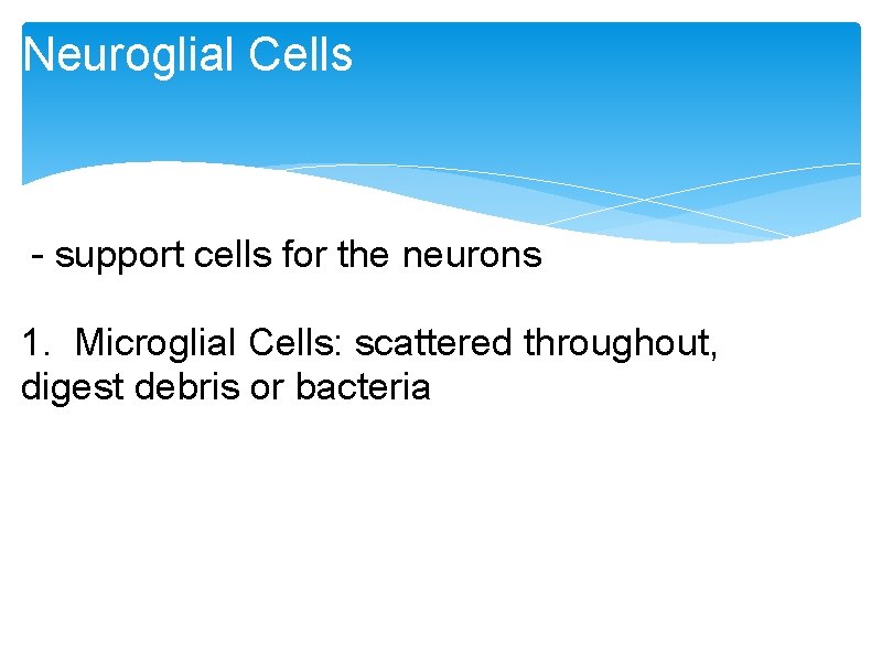 Neuroglial Cells - support cells for the neurons 1. Microglial Cells: scattered throughout, digest Neuroglial Cells - support cells for the neurons 1. Microglial Cells: scattered throughout, digest