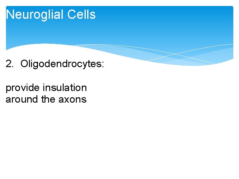 Neuroglial Cells 2. Oligodendrocytes: provide insulation around the axons Neuroglial Cells 2. Oligodendrocytes: provide insulation around the axons