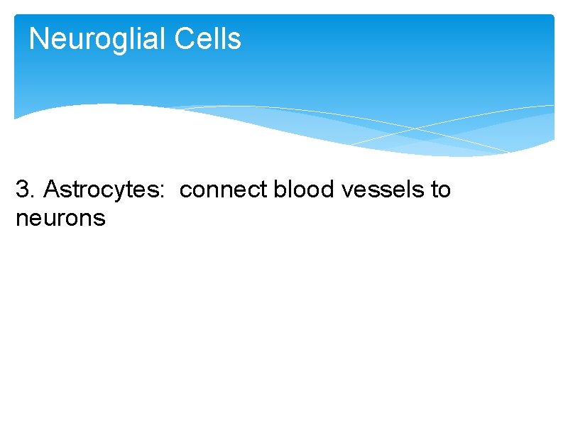 Neuroglial Cells 3. Astrocytes: connect blood vessels to neurons Neuroglial Cells 3. Astrocytes: connect blood vessels to neurons