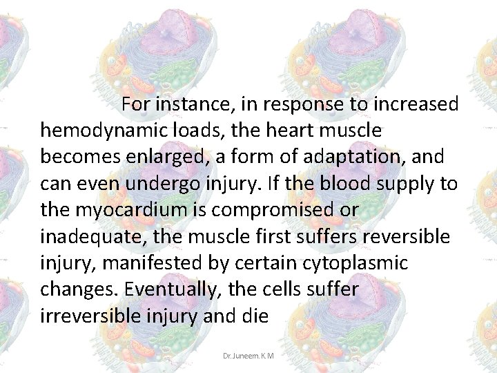 For instance, in response to increased hemodynamic loads, the heart muscle becomes enlarged, a For instance, in response to increased hemodynamic loads, the heart muscle becomes enlarged, a