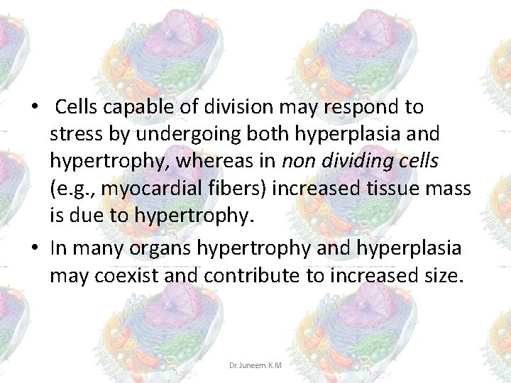 • Cells capable of division may respond to stress by undergoing both hyperplasia • Cells capable of division may respond to stress by undergoing both hyperplasia
