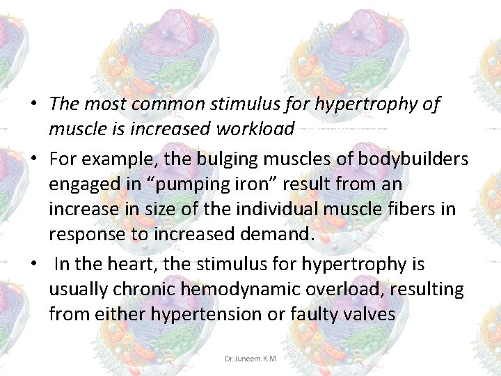 • The most common stimulus for hypertrophy of muscle is increased workload • • The most common stimulus for hypertrophy of muscle is increased workload •