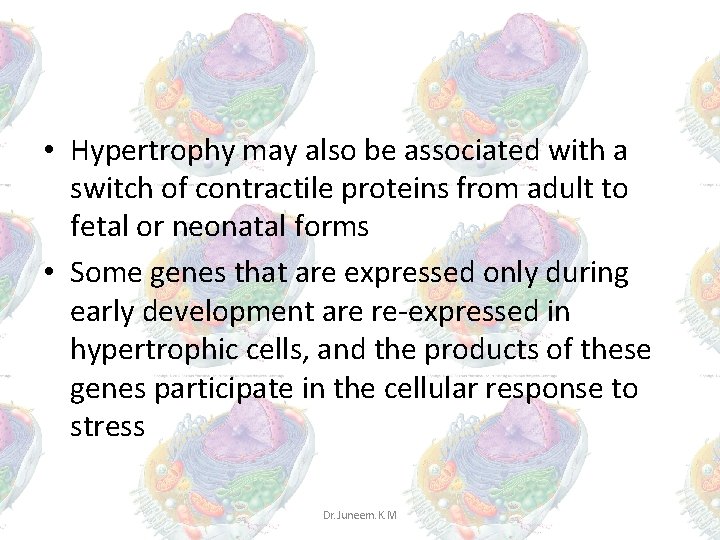 • Hypertrophy may also be associated with a switch of contractile proteins from • Hypertrophy may also be associated with a switch of contractile proteins from