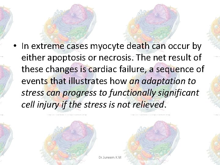 • In extreme cases myocyte death can occur by either apoptosis or necrosis. • In extreme cases myocyte death can occur by either apoptosis or necrosis.