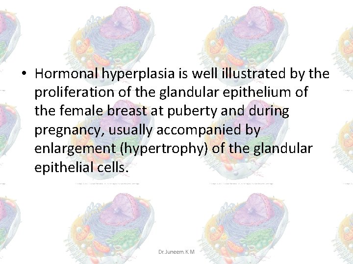 • Hormonal hyperplasia is well illustrated by the proliferation of the glandular epithelium • Hormonal hyperplasia is well illustrated by the proliferation of the glandular epithelium