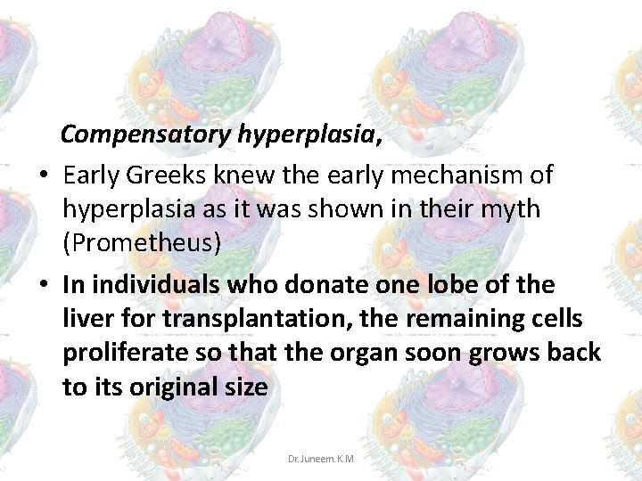 2 Compensatory hyperplasia, • Early Greeks knew the early mechanism of hyperplasia as it 2 Compensatory hyperplasia, • Early Greeks knew the early mechanism of hyperplasia as it