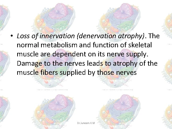 • Loss of innervation (denervation atrophy). The normal metabolism and function of skeletal • Loss of innervation (denervation atrophy). The normal metabolism and function of skeletal