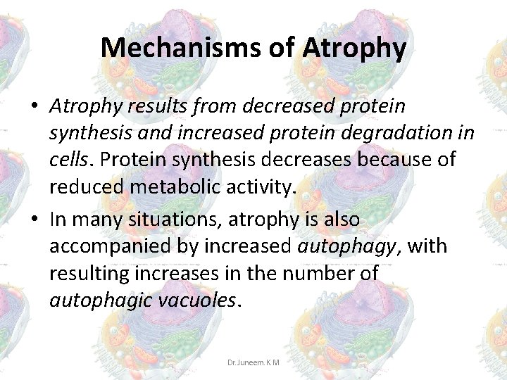 Mechanisms of Atrophy • Atrophy results from decreased protein synthesis and increased protein degradation Mechanisms of Atrophy • Atrophy results from decreased protein synthesis and increased protein degradation