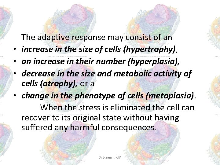 The adaptive response may consist of an • increase in the size of cells The adaptive response may consist of an • increase in the size of cells