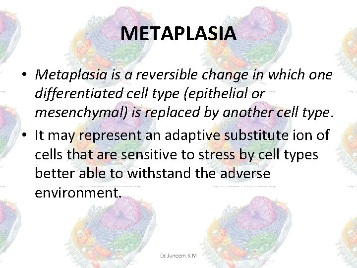 METAPLASIA • Metaplasia is a reversible change in which one differentiated cell type (epithelial METAPLASIA • Metaplasia is a reversible change in which one differentiated cell type (epithelial