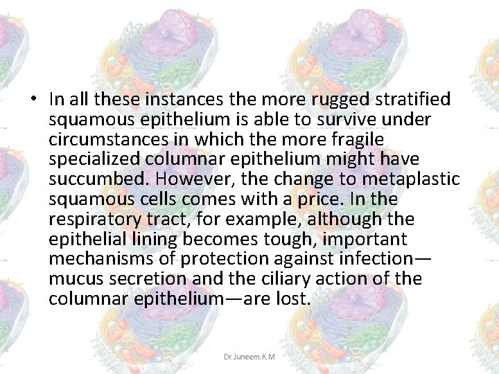 • In all these instances the more rugged stratified squamous epithelium is able • In all these instances the more rugged stratified squamous epithelium is able
