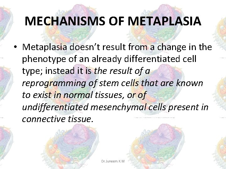 MECHANISMS OF METAPLASIA • Metaplasia doesn’t result from a change in the phenotype of MECHANISMS OF METAPLASIA • Metaplasia doesn’t result from a change in the phenotype of