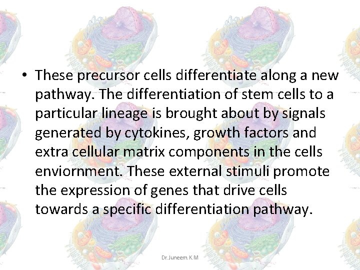 • These precursor cells differentiate along a new pathway. The differentiation of stem • These precursor cells differentiate along a new pathway. The differentiation of stem