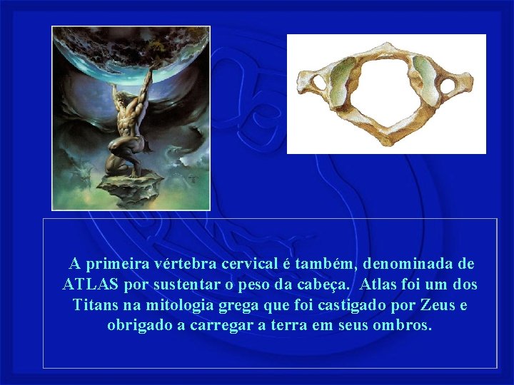 A primeira vértebra cervical é também, denominada de ATLAS por sustentar o peso da
