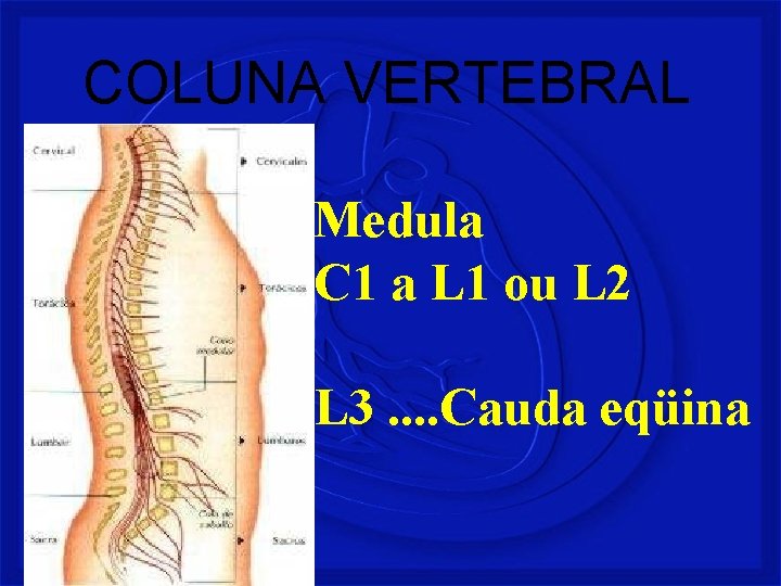 COLUNA VERTEBRAL Medula C 1 a L 1 ou L 2 L 3. .