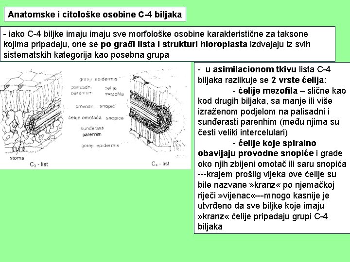 Anatomske i citološke osobine C-4 biljaka - iako C-4 biljke imaju sve morfološke osobine