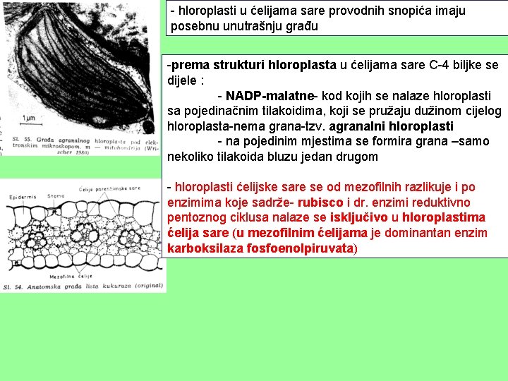 - hloroplasti u ćelijama sare provodnih snopića imaju posebnu unutrašnju građu -prema strukturi hloroplasta