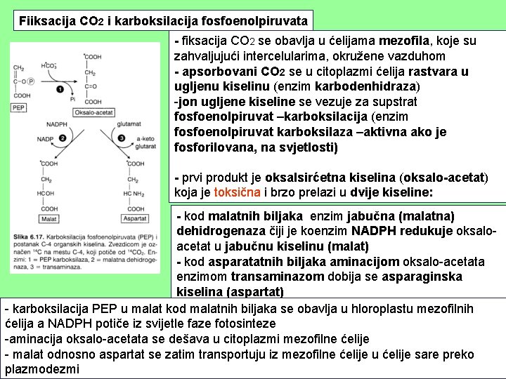 Fiiksacija CO 2 i karboksilacija fosfoenolpiruvata - fiksacija CO 2 se obavlja u ćelijama