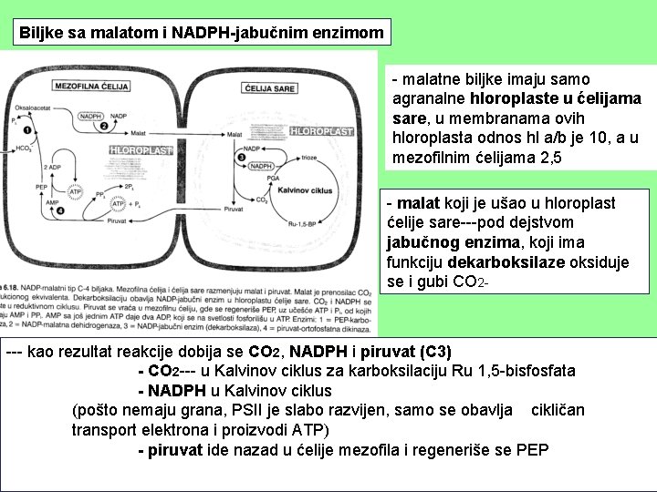 Biljke sa malatom i NADPH-jabučnim enzimom - malatne biljke imaju samo agranalne hloroplaste u