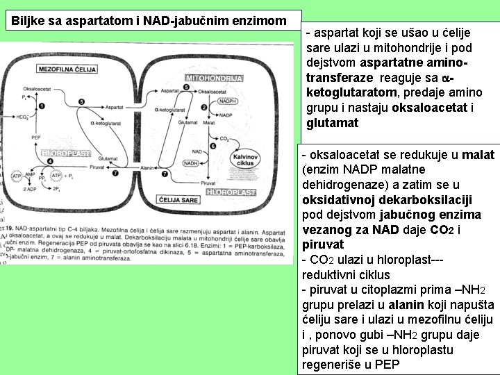 Biljke sa aspartatom i NAD-jabučnim enzimom - aspartat koji se ušao u ćelije sare