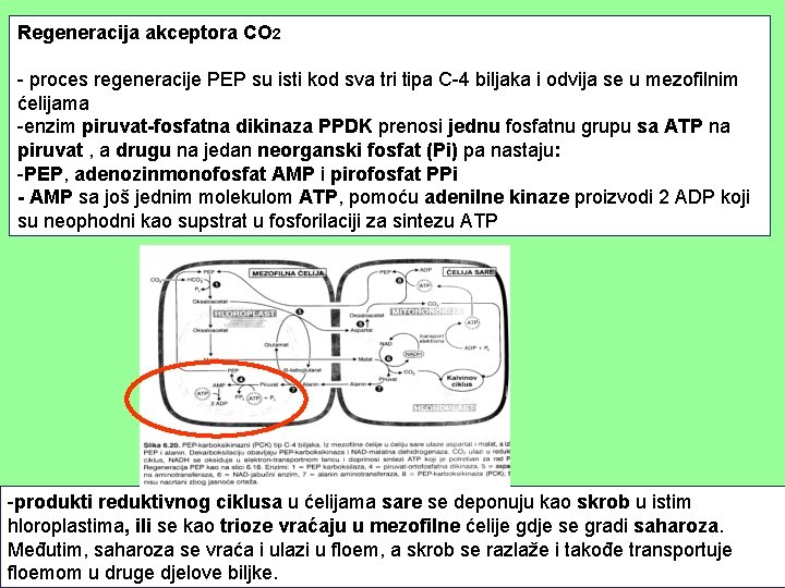 Regeneracija akceptora CO 2 - proces regeneracije PEP su isti kod sva tri tipa