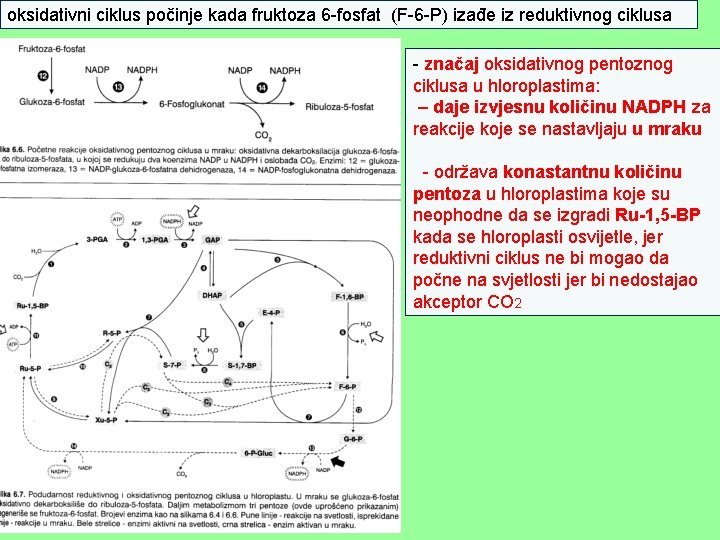 oksidativni ciklus počinje kada fruktoza 6 -fosfat (F-6 -P) izađe iz reduktivnog ciklusa -
