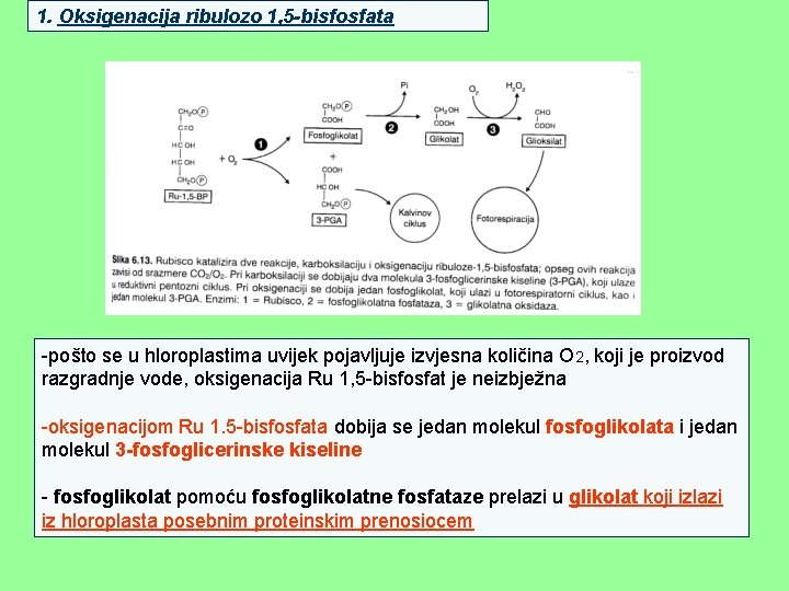 1. Oksigenacija ribulozo 1, 5 -bisfosfata -pošto se u hloroplastima uvijek pojavljuje izvjesna količina