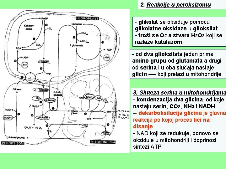 2. Reakcije u peroksizomu - glikolat se oksiduje pomoću glikolatne oksidaze u glioksilat -