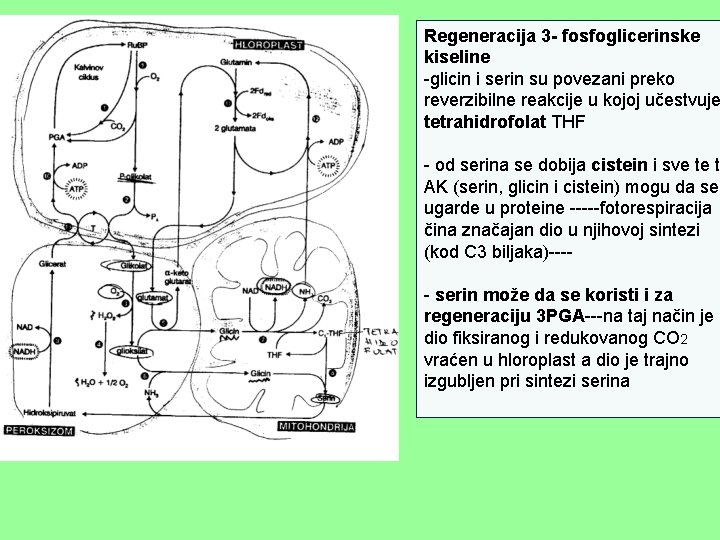 Regeneracija 3 - fosfoglicerinske kiseline -glicin i serin su povezani preko reverzibilne reakcije u